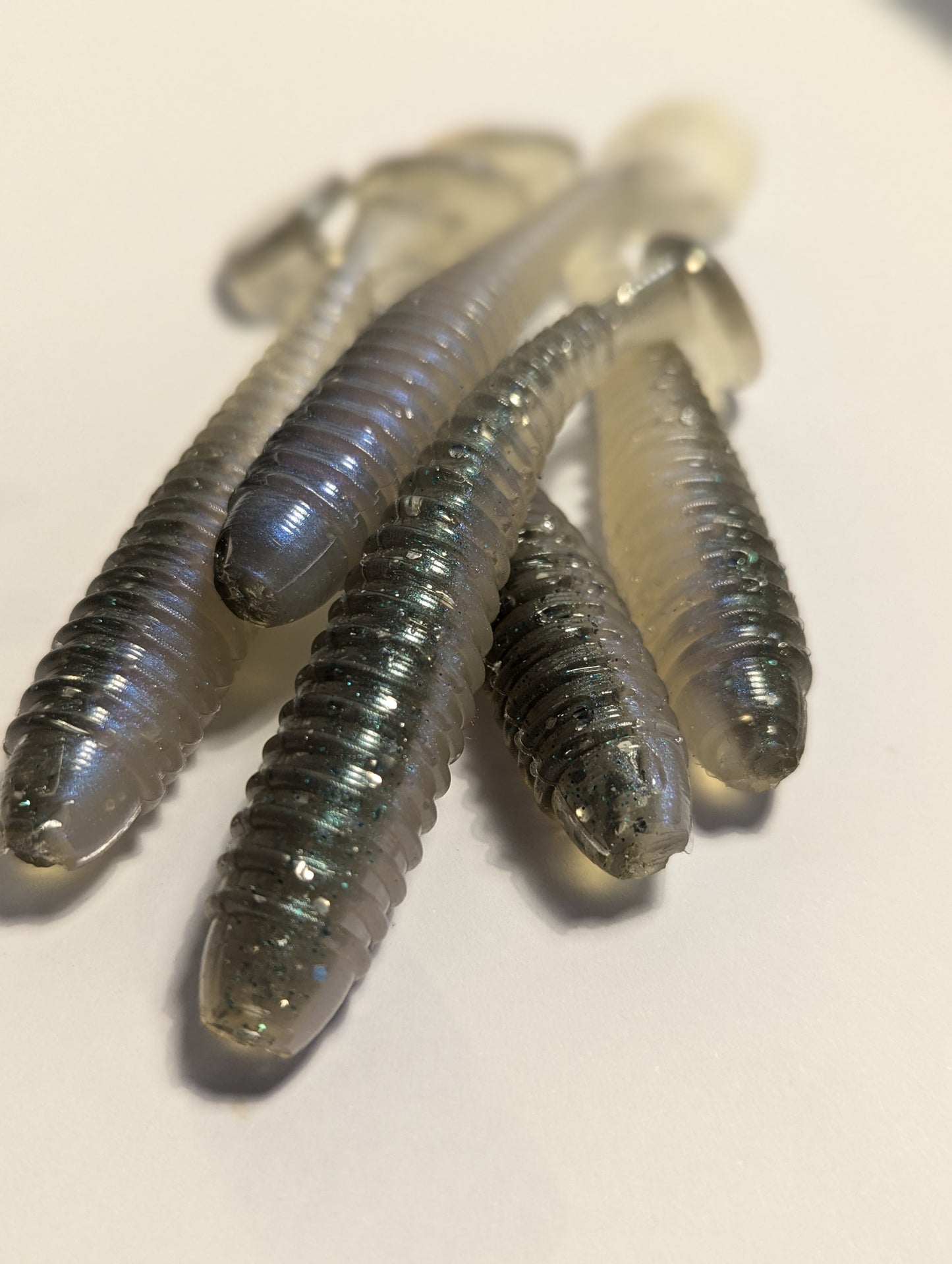 Creek Chub